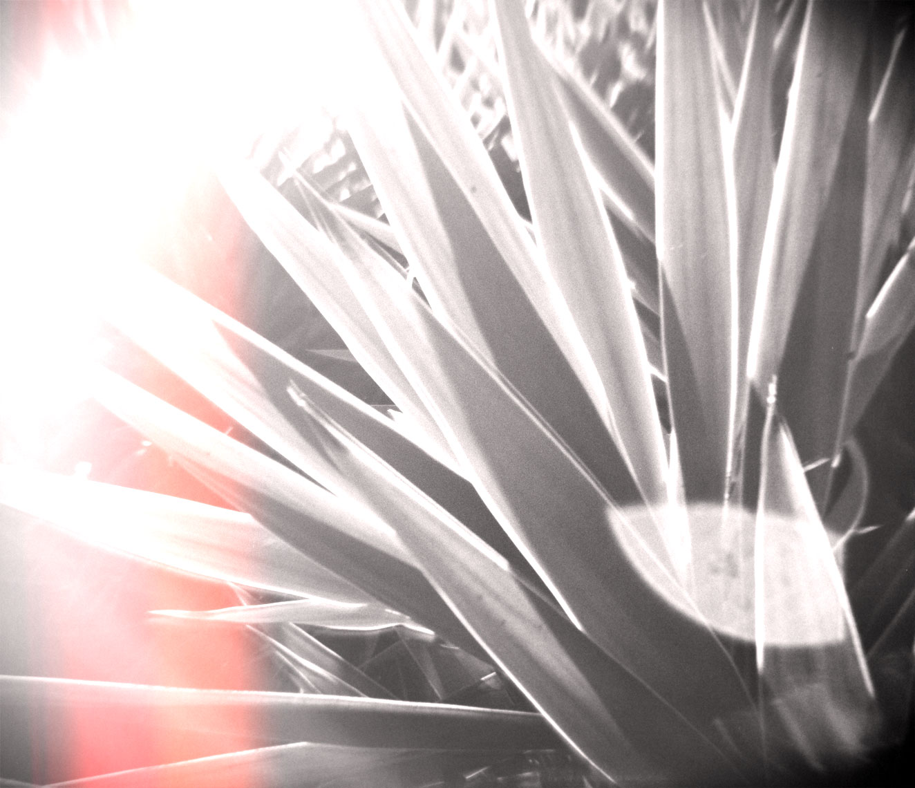 sunset_agave_webres